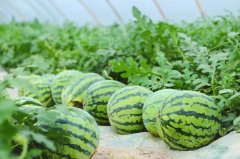 <strong>这里将是稻浪翻金的壮美之</strong>