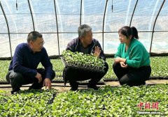 <strong>勤县泉山镇西营村小拱棚搭建工做有序推</strong>